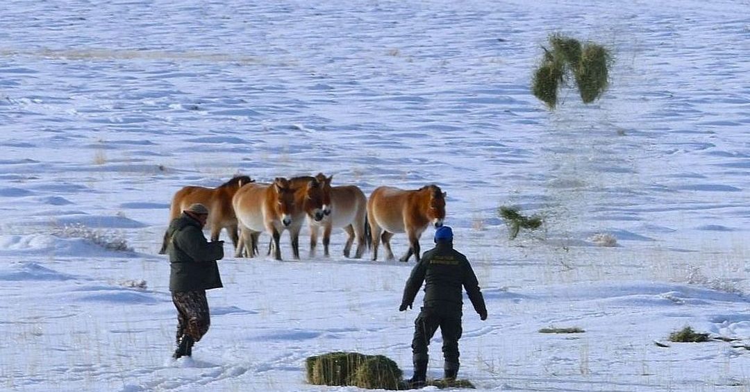 Takhi,Przewalskipferd,winter,Gobi B,Mongolei,Fütterung,Heu