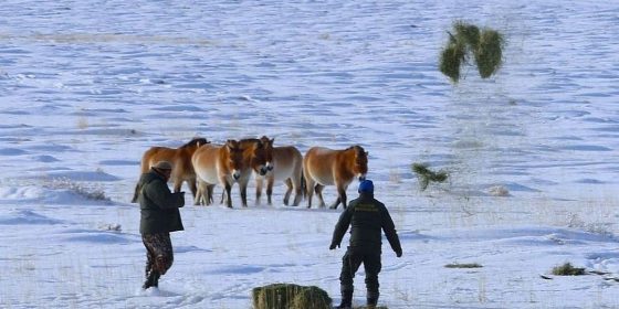 Takhi,Przewalskipferd,winter,Gobi B,Mongolei,Fütterung,Heu