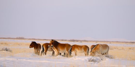 cheval,cheval sauvage,cheval de przewalski,Gobi B,Great Gobi B SPA,takhi,takh,réintroduction,Grande biosphère de gobi B,nomades,coordination,Mongolie